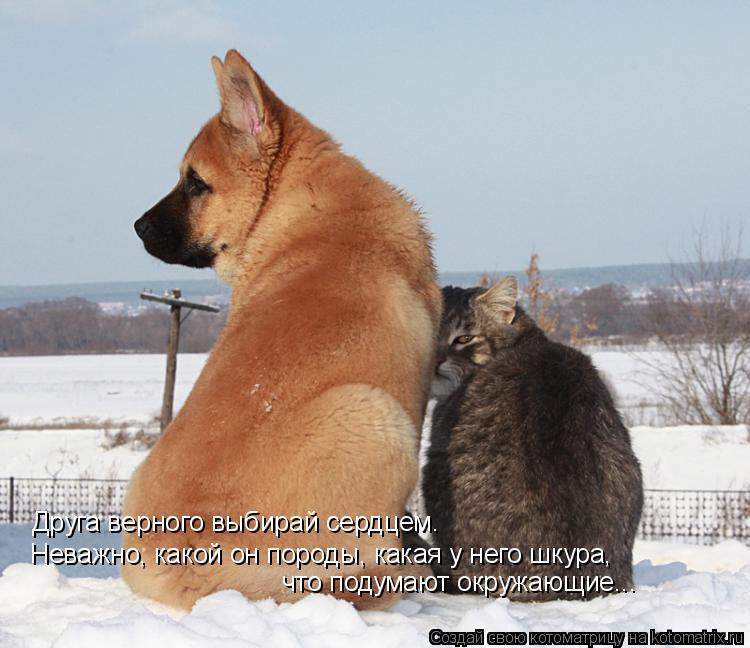 Друга верного выбирай сердцем. Неважно, какой он породы, какая у него шкура, что подумают окружающие... Котоматрица: Друга верного выбирай сердцем. Неважно, какой он породы, какая у него шкура, что подумают окружающие...