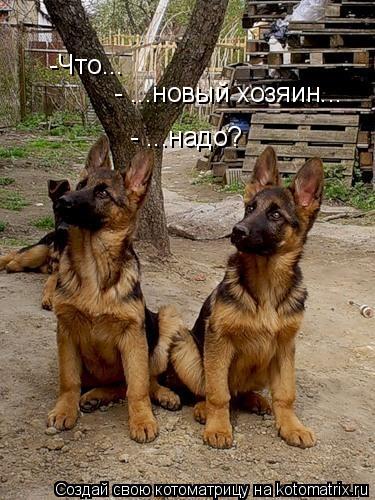 -Что... - ...надо? - ...новый хозяин...... Котоматрица: -Что... - ...надо? - ...новый хозяин...