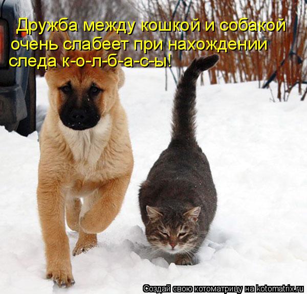 Котоматрица: Дружба между кошкой и собакой  очень слабеет при нахождении следа к-о-л-б-а-с-ы!