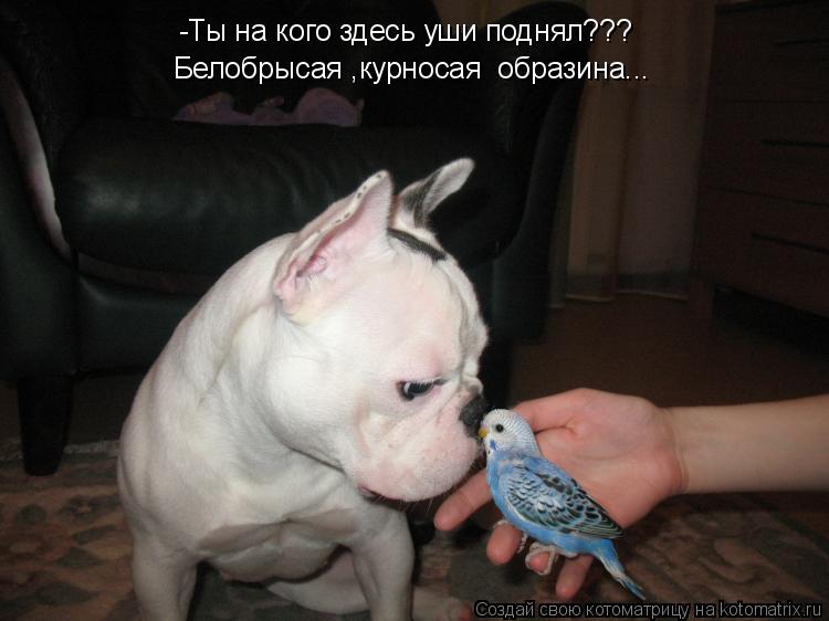 -Ты на кого здесь уши поднял??? Белобрысая ,курносая образина...... Котоматрица: -Ты на кого здесь уши поднял??? Белобрысая ,курносая образина...