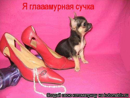 Я глааамурная сучка... Котоматрица: Я глааамурная сучка