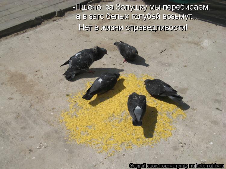 -Пшено за Золушку мы перебираем, а в загс белых голубей возьмут... Нет в жизни справедливости!... Котоматрица: -Пшено за Золушку мы перебираем, а в загс белых голубей возьмут... Нет в жизни справедливости!