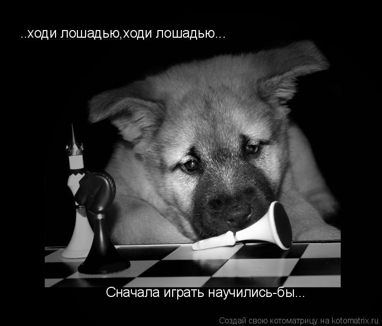 ..ходи лошадью,ходи лошадью... Сначала играть научились-бы...... Котоматрица: ..ходи лошадью,ходи лошадью... Сначала играть научились-бы...