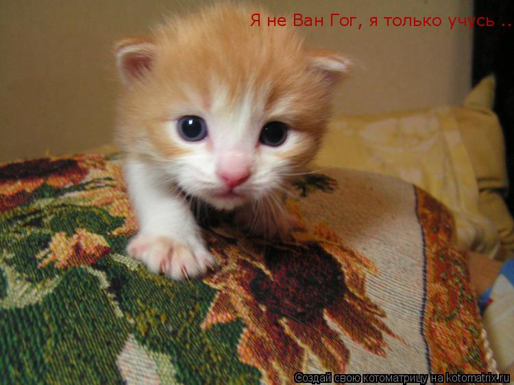 Я не Ван Гог, я только учусь ...... Котоматрица: Я не Ван Гог, я только учусь ...