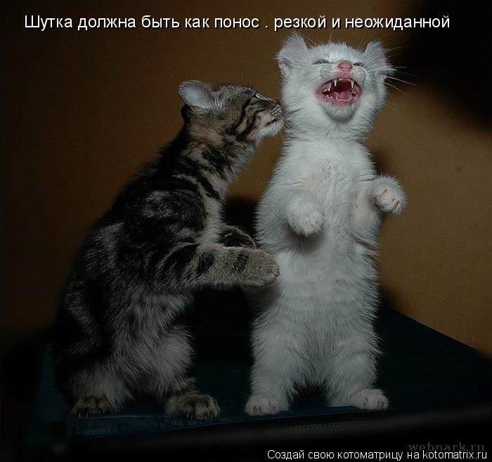 Котоматрица: Шутка должна быть как понос — резкой и неожиданной