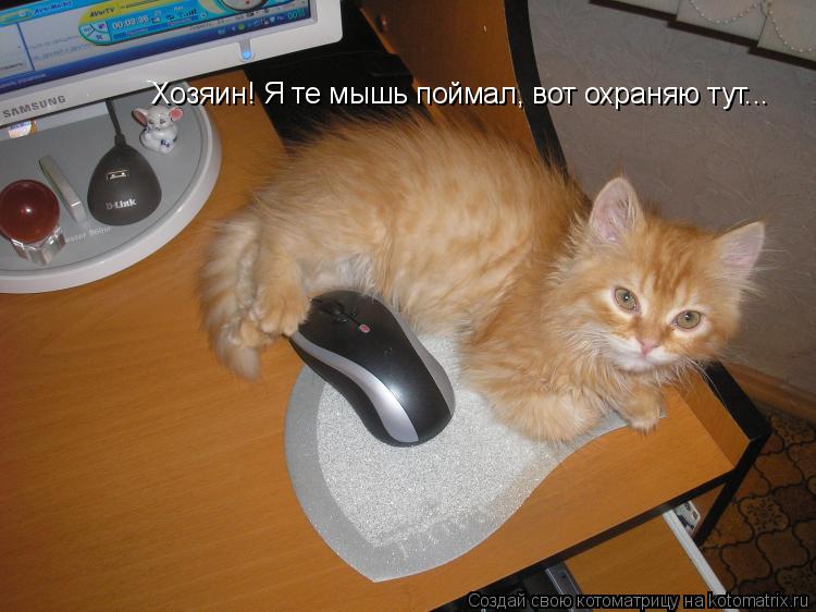 Хозяин! Я те мышь поймал, вот охраняю тут...... Котоматрица: Хозяин! Я те мышь поймал, вот охраняю тут...
