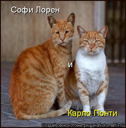Софи Лорен Карло Понти и... Котоматрица: Софи Лорен Карло Понти и