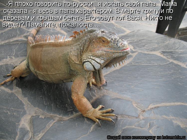 Котоматрица: -Я плохо говорить по-русски...я искать свой папа. Мама сказала - я весь в папа характером. В марте кричу и по  деревам и крышам бегать.Его зовут 