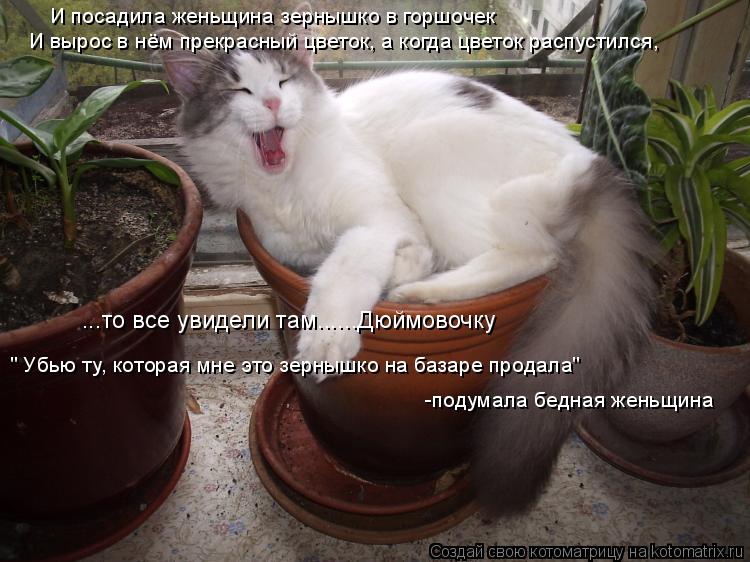 ...то все увидели там......Дюймовочку " Убью ту, которая мне это зернышко на базаре продала" -подумал... Котоматрица: ...то все увидели там......Дюймовочку " Убью ту, которая мне это зернышко на базаре продала" -подумала бедная женьщина И посадила женьщина зерны