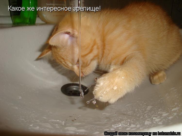 Котоматрица: Какое же интересное зрелище!
