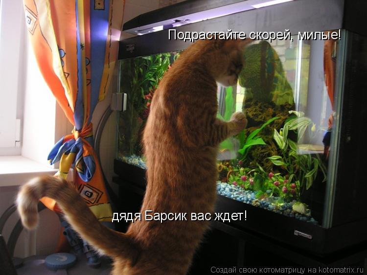 Подрастайте скорей, милые! дядя Барсик вас ждет!... Котоматрица: Подрастайте скорей, милые! дядя Барсик вас ждет!