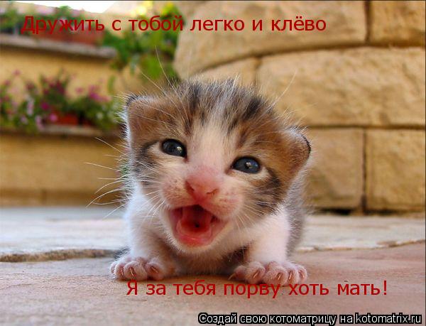 Дружить с тобой легко и клёво Я за тебя порву хоть мать!... Котоматрица: Дружить с тобой легко и клёво Я за тебя порву хоть мать!