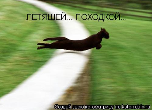 ЛЕТЯЩЕЙ... ПОХОДКОЙ...... Котоматрица: ЛЕТЯЩЕЙ... ПОХОДКОЙ...
