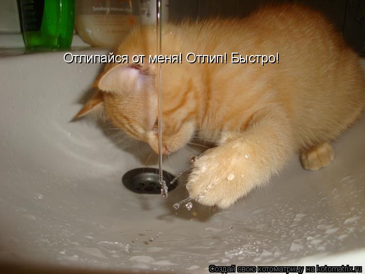 Отлипайся от меня! Отлип! Быстро!... Котоматрица: Отлипайся от меня! Отлип! Быстро!
