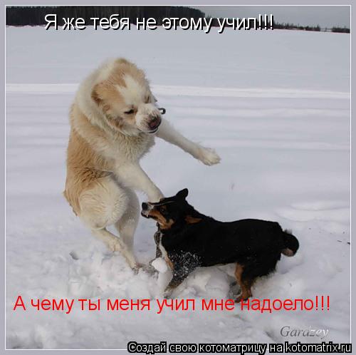 Я же тебя не этому учил!!! А чему ты меня учил мне надоело!!!... Котоматрица: Я же тебя не этому учил!!! А чему ты меня учил мне надоело!!!