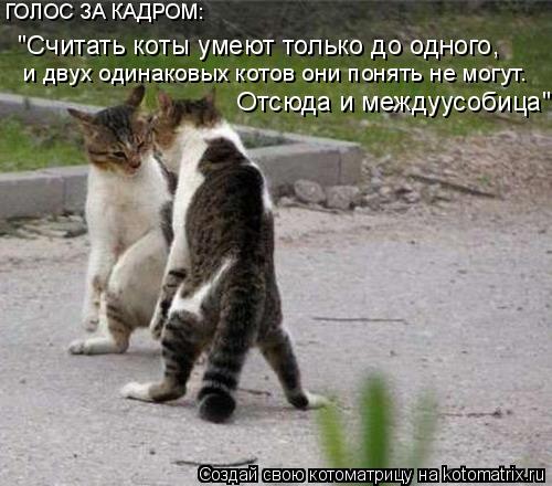 ГОЛОС ЗА КАДРОМ: "Считать коты умеют только до одного, и двух одинаковых котов они понять не могут.... Котоматрица: ГОЛОС ЗА КАДРОМ: "Считать коты умеют только до одного, и двух одинаковых котов они понять не могут. Отсюда и междуусобица"