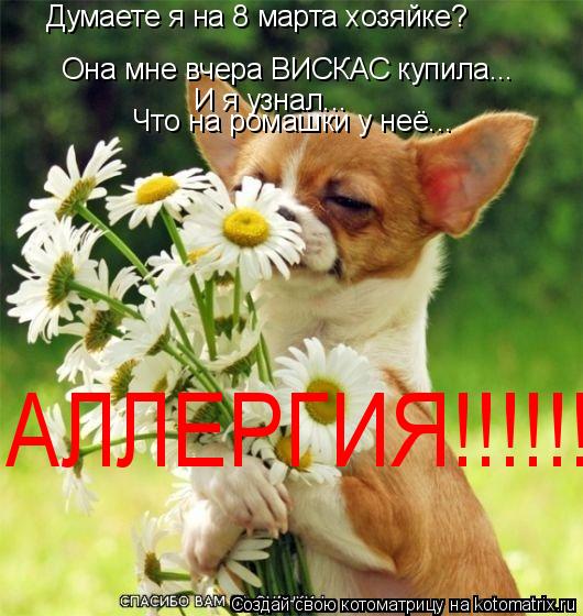 Думаете я на 8 марта хозяйке? Она мне вчера ВИСКАС купила... И я узнал... Что на ромашки у неё... АЛЛ... Котоматрица: Думаете я на 8 марта хозяйке? Она мне вчера ВИСКАС купила... И я узнал... Что на ромашки у неё... АЛЛЕРГИЯ!!!!!!!
