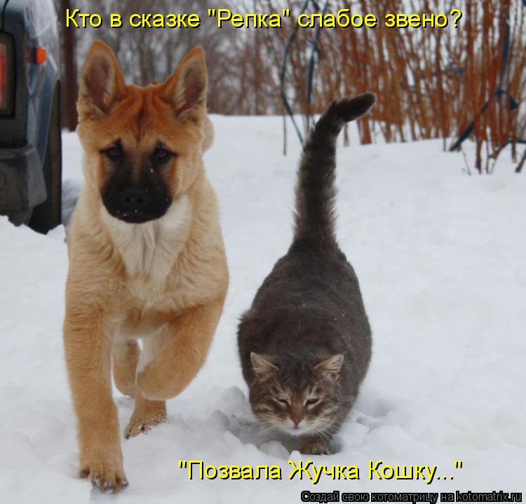 Котоматрица: Кто в сказке "Репка" слабое звено? "Позвала Жучка Кошку..."
