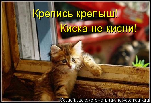 Крепись крепыш! Киска не кисни!... Котоматрица: Крепись крепыш! Киска не кисни!