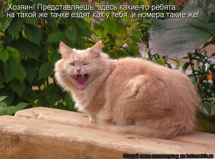 Котоматрица: Хозяин! Представляешь, здесь какие-то ребята    на такой же тачке ездят как у тебя, и номера такие же!