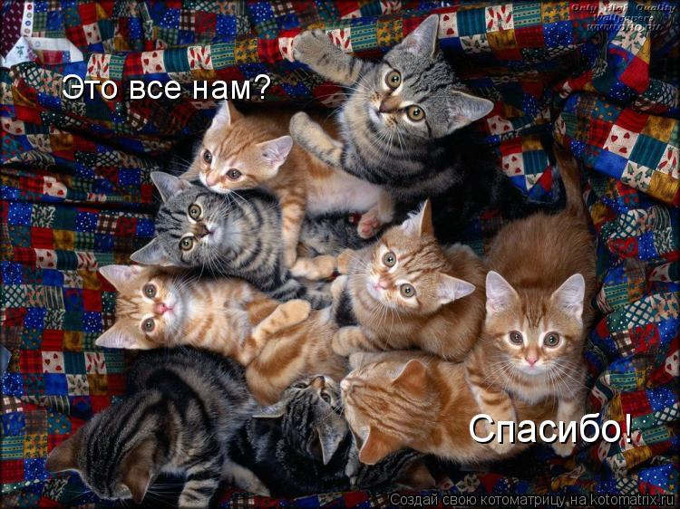 Котоматрица: Это все нам? Спасибо!