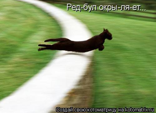 Ред-бул окры-ля-ет...... Котоматрица: Ред-бул окры-ля-ет...