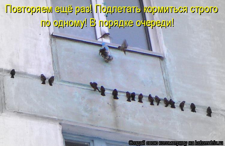 Повторяем ещё раз! Подлетать кормиться строго по одному! В порядке очереди!... Котоматрица: Повторяем ещё раз! Подлетать кормиться строго по одному! В порядке очереди!