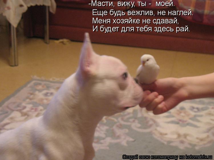 Котоматрица: Еще будь вежлив, не наглей. -Масти, вижу, ты -  моей. Меня хозяйке не сдавай, И будет для тебя здесь рай.