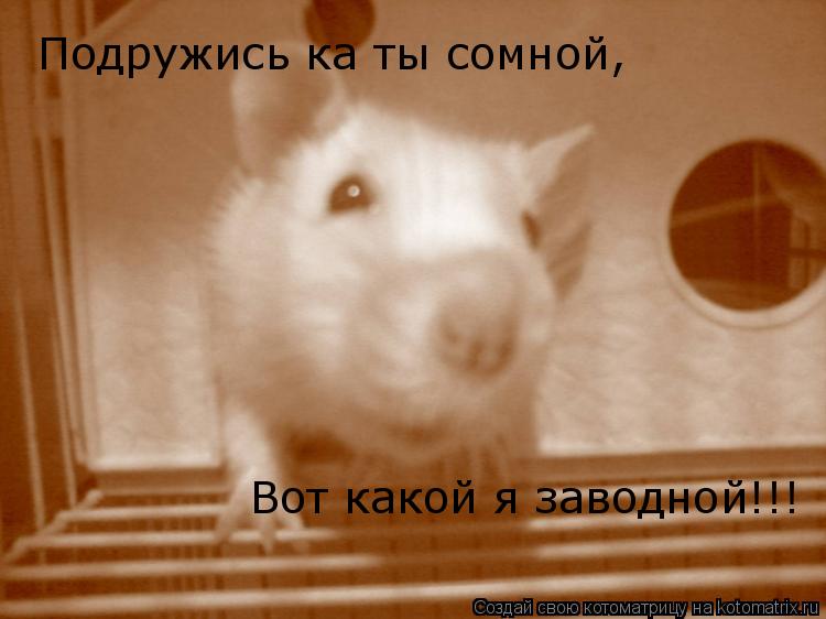 Подружись ка ты сомной, Вот какой я заводной!!!... Котоматрица: Подружись ка ты сомной, Вот какой я заводной!!!