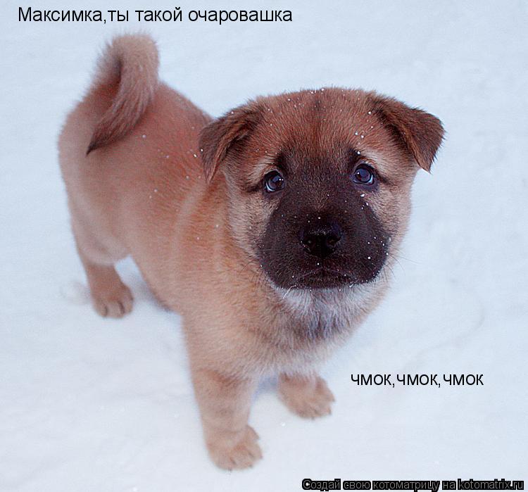 Максимка,ты такой очаровашка чмок,чмок,чмок... Котоматрица: Максимка,ты такой очаровашка чмок,чмок,чмок