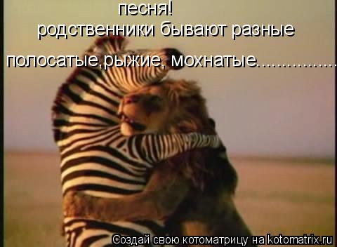 Котоматрица: родственники бывают разные песня! полосатые,рыжие, мохнатые....................