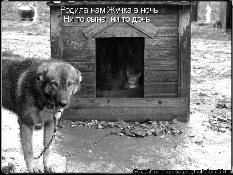 Родила нам Жучка в ночь Ни то сына, ни то дочь... Котоматрица: Родила нам Жучка в ночь Ни то сына, ни то дочь