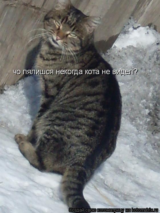 чо пялишся некогда кота не видел?... Котоматрица: чо пялишся некогда кота не видел?