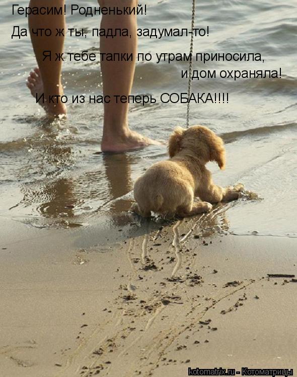 Герасим! Родненький! Да что ж ты, падла, задумал-то! Я ж тебе тапки по утрам приносила, и дом охраня... Котоматрица: Герасим! Родненький! Да что ж ты, падла, задумал-то! Я ж тебе тапки по утрам приносила, и дом охраняла! И кто из нас теперь СОБАКА!!!!