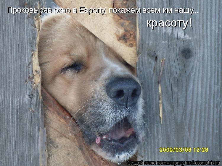Проковыряв окно в Европу, покажем всем им нашу... красоту!... Котоматрица: Проковыряв окно в Европу, покажем всем им нашу... красоту!