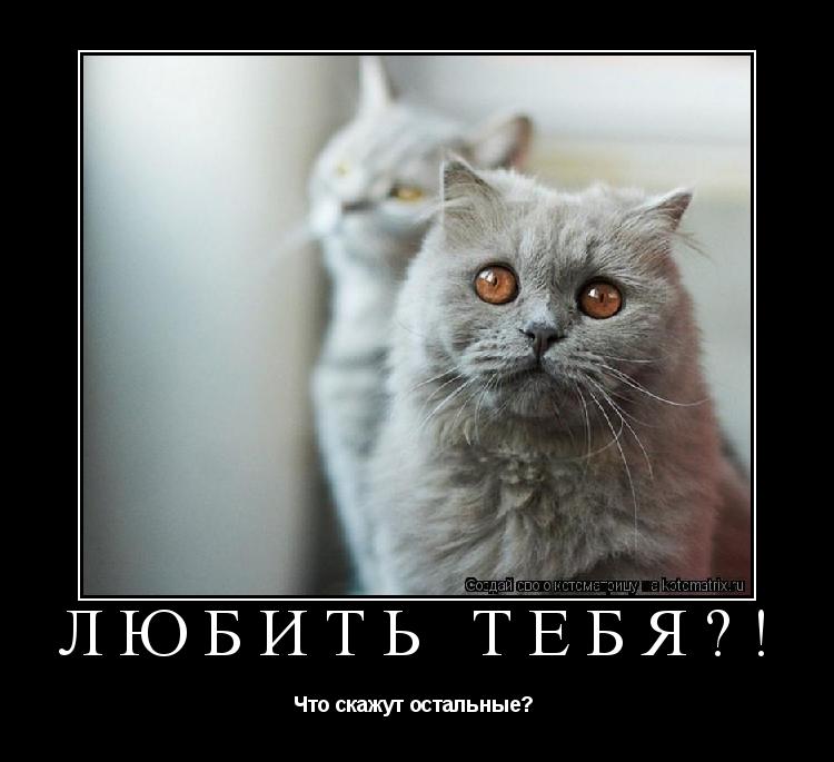 Любить тебя?! Что скажут остальные? ... Котоматрица: Любить тебя?! Что скажут остальные?