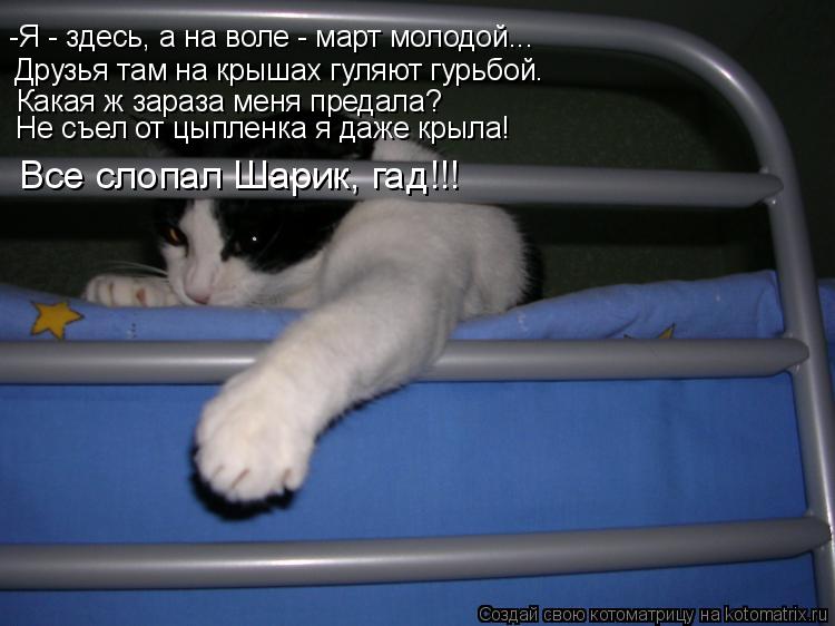 Котоматрица: -Я - здесь, а на воле - март молодой... Друзья там на крышах гуляют гурьбой. Какая ж зараза меня предала? Не съел от цыпленка я даже крыла! Все сл