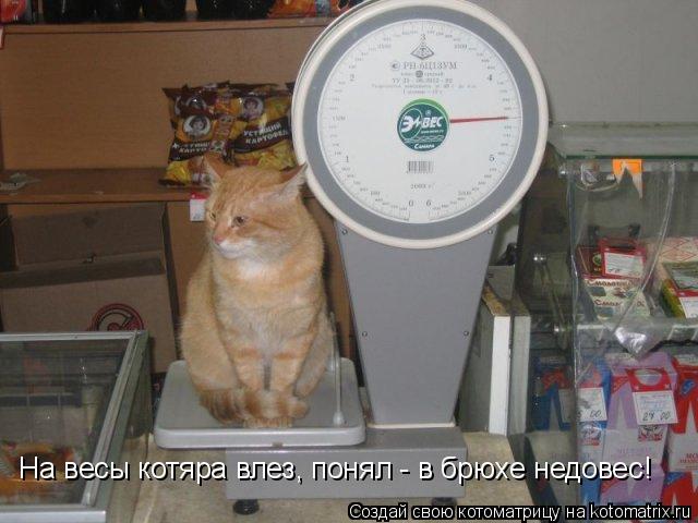 На весы котяра влез, понял - в брюхе недовес!... Котоматрица: На весы котяра влез, понял - в брюхе недовес!