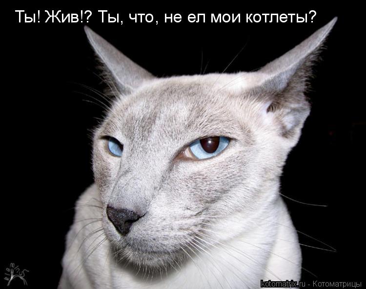 Ты! Жив!? Ты, что, не ел мои котлеты?... Котоматрица: Ты! Жив!? Ты, что, не ел мои котлеты?