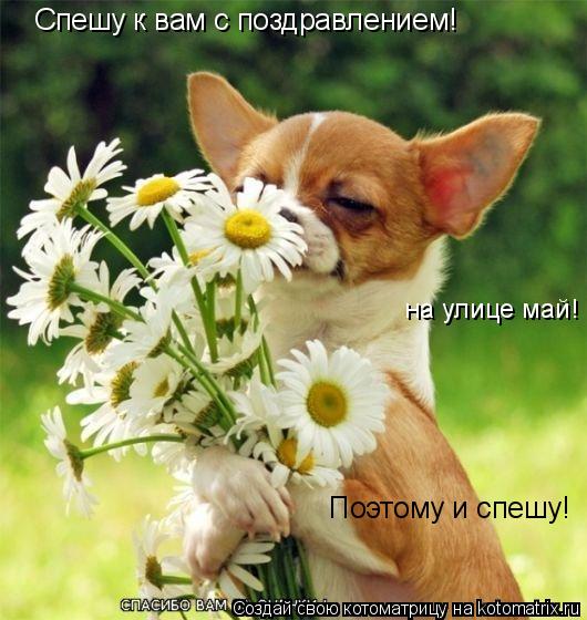 Спешу к вам с поздравлением! на улице май! Поэтому и спешу!... Котоматрица: Спешу к вам с поздравлением! на улице май! Поэтому и спешу!