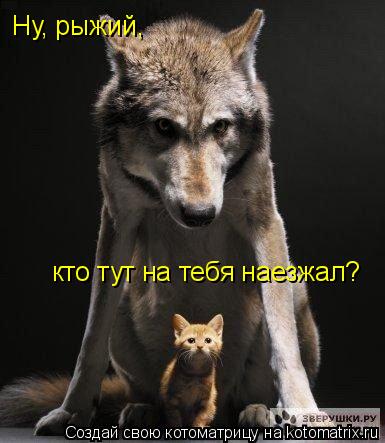Ну, рыжий, кто тут на тебя наезжал?... Котоматрица: Ну, рыжий, кто тут на тебя наезжал?