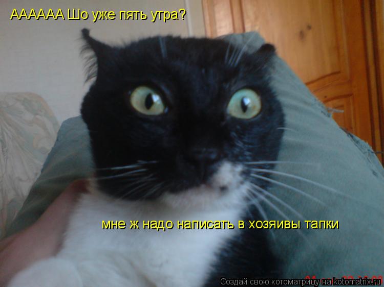 АААААА Шо уже пять утра? мне ж надо написать в хозяивы тапки... Котоматрица: АААААА Шо уже пять утра? мне ж надо написать в хозяивы тапки