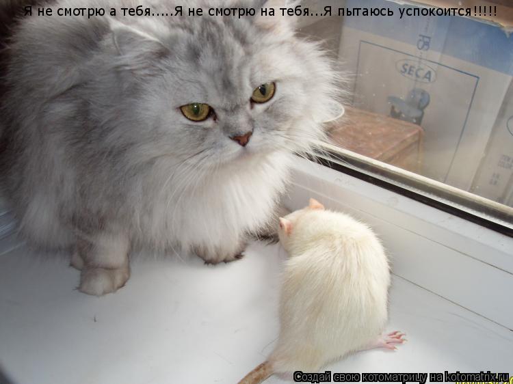 Котоматрица: Я не смотрю а тебя.....Я не смотрю на тебя...Я пытаюсь успокоится!!!!!