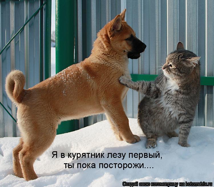 Я в курятник лезу первый, ты пока посторожи....... Котоматрица: Я в курятник лезу первый, ты пока посторожи....