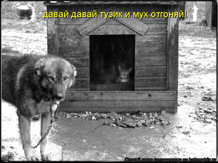 давай давай тузик и мух отгоняй!... Котоматрица: давай давай тузик и мух отгоняй!