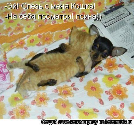 -Эй! Слезь с меня Кошка! -На себя посматри! псина))... Котоматрица: -Эй! Слезь с меня Кошка! -На себя посматри! псина))
