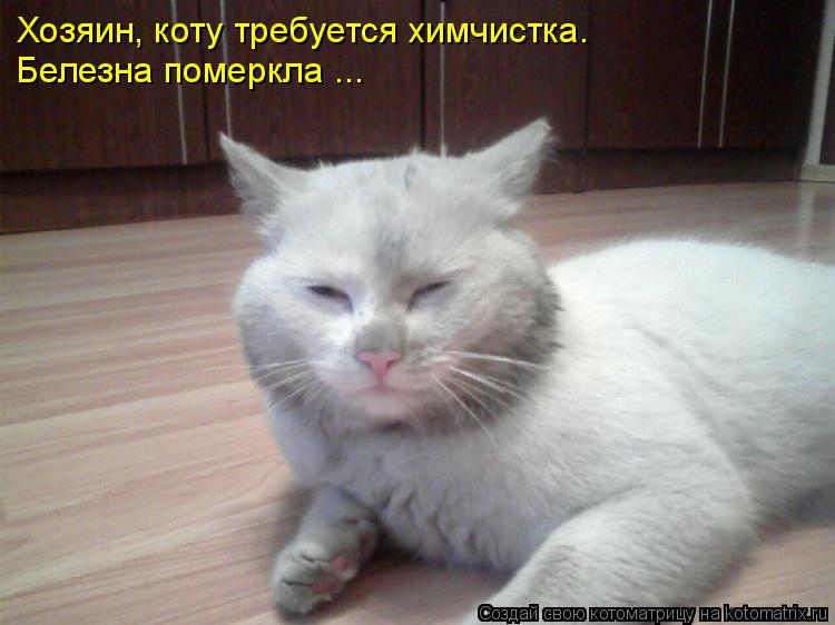 Хозяин, коту требуется химчистка. Белезна померкла ...... Котоматрица: Хозяин, коту требуется химчистка. Белезна померкла ...