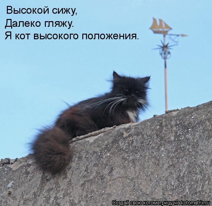Высокой сижу, Далеко гляжу. Я кот высокого положения.... Котоматрица: Высокой сижу, Далеко гляжу. Я кот высокого положения.