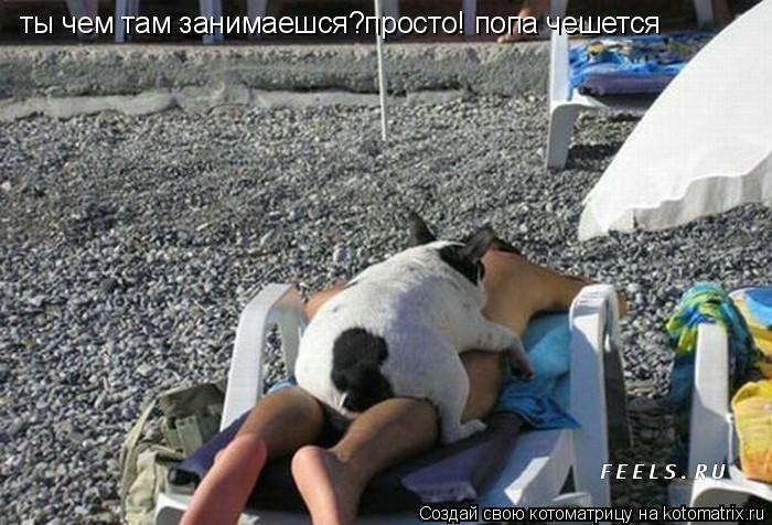 ты чем там занимаешся?просто! попа чешется... Котоматрица: ты чем там занимаешся?просто! попа чешется