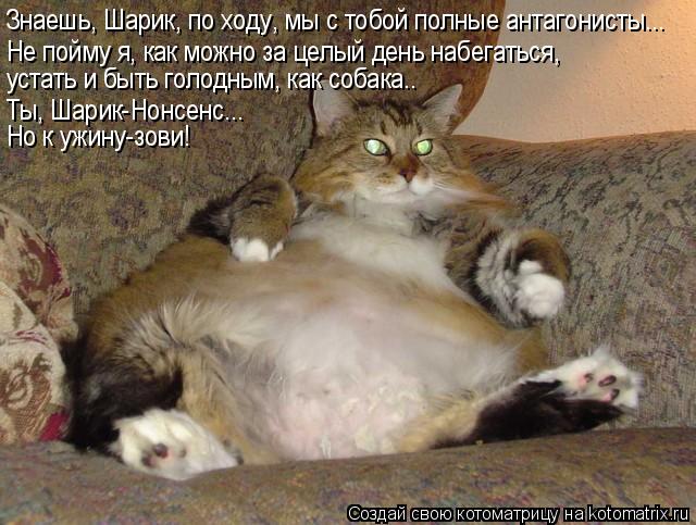 Знаешь, Шарик, по ходу, мы с тобой полные антагонисты... Не пойму я, как можно за целый день набегать... Котоматрица: Знаешь, Шарик, по ходу, мы с тобой полные антагонисты... Не пойму я, как можно за целый день набегаться, устать и быть голодным, как собака.. Но